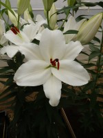 [4273 Magriet Slijkerman Mak No102.JPG]